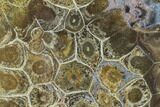 Polished Fossil Coral (Actinocyathus) - Morocco #100723-1